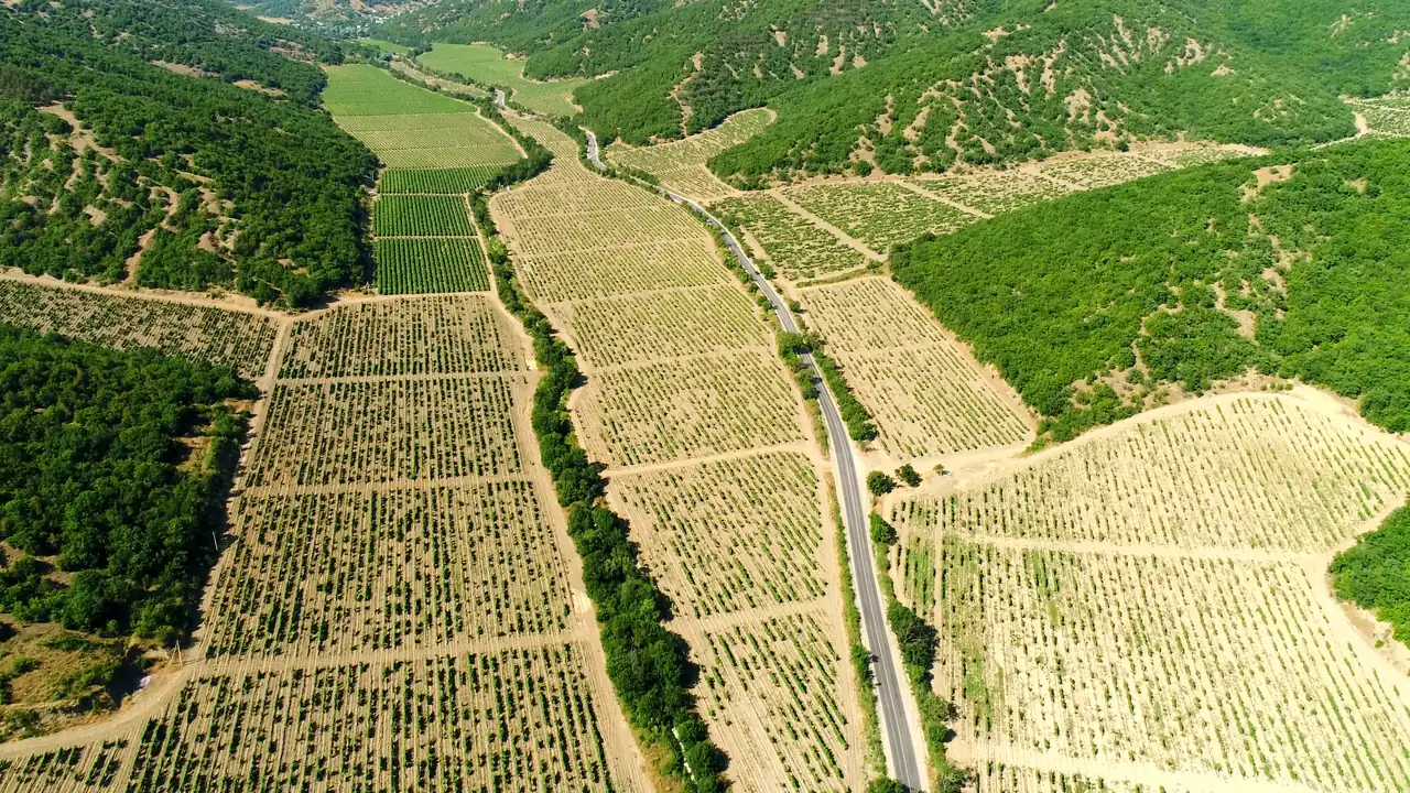 La vigna della tenuta vista dall'alto